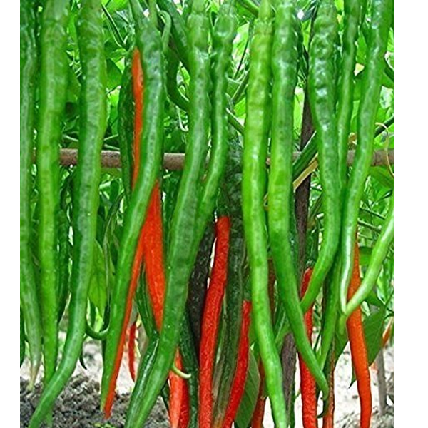 Ornamental Chili Seed-(global seeds)